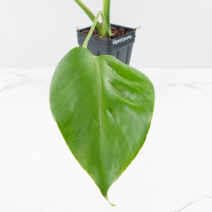 Monstera Deliciosa 'Hurricane' (wk35-U112)