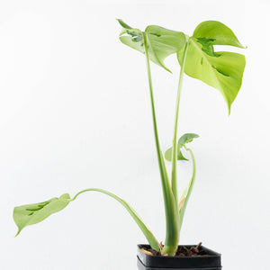 Monstera Deliciosa 'Hurricane' (wk35-U112)
