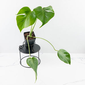 Monstera Deliciosa 'Hurricane' (wk35-U112)