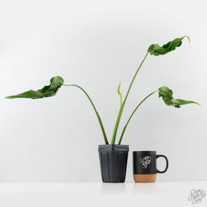 Monstera Deliciosa 'Hurricane' (wk43-U125)