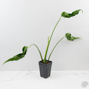Monstera Deliciosa 'Hurricane' (wk43-U125)
