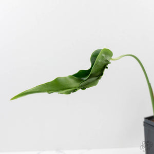 Monstera Deliciosa 'Hurricane' (wk43-U125)