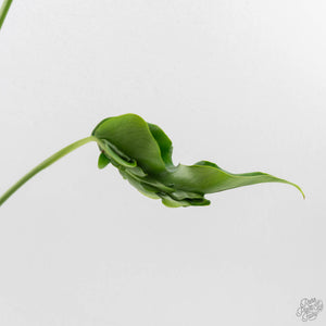 Monstera Deliciosa 'Hurricane' (wk43-U125)
