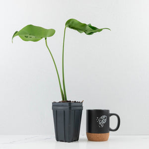 Monstera Deliciosa 'Hurricane' (wk36-U126)