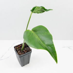 Monstera Deliciosa 'Hurricane' (wk36-U126)
