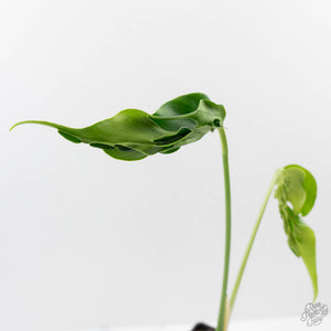 Monstera Deliciosa 'Hurricane' (wk43-U126)