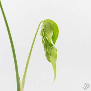 Monstera Deliciosa 'Hurricane' (wk43-U126)