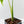 Monstera Deliciosa 'Hurricane' (wk43-U126)