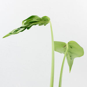 Monstera Deliciosa 'Hurricane' (wk36-U126)