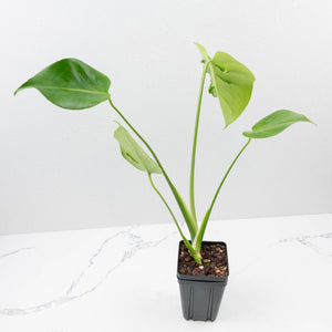 Monstera Deliciosa 'Hurricane' (wk37-U73)