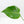Monstera Deliciosa 'Hurricane' (wk37-U73)