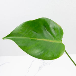 Monstera Deliciosa 'Hurricane' (wk37-U73)