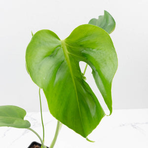 Monstera Deliciosa 'Hurricane' (wk37-U73)