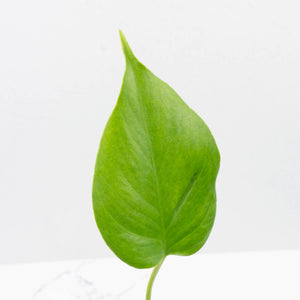 Monstera Deliciosa 'Hurricane' (wk37-U73)