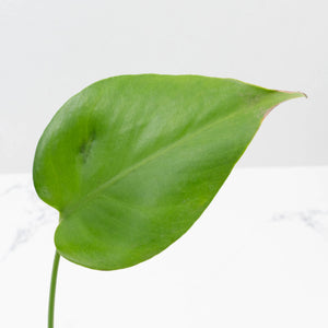 Monstera Deliciosa 'Hurricane' (wk37-U73)