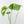 Monstera Deliciosa 'Hurricane' (wk37-U73)