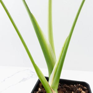 Monstera Deliciosa 'Hurricane' (wk37-U73)
