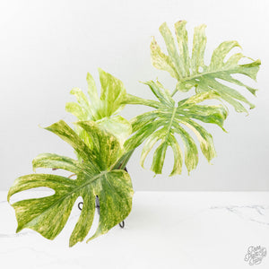 Monstera Deliciosa 'Legacy' (wk25-UA)