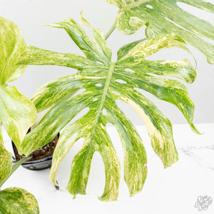 Monstera Deliciosa 'Legacy' (wk25-UA)