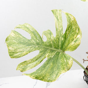 Monstera Deliciosa 'Legacy' (wk33-U31)