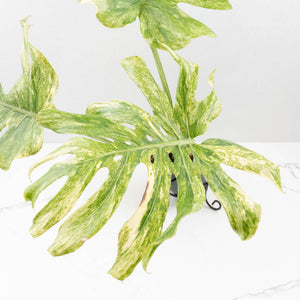 Monstera Deliciosa 'Legacy' (wk33-U31)