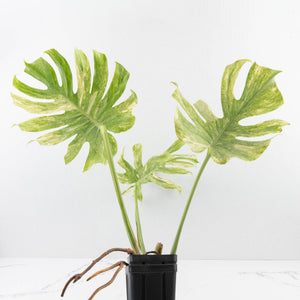 Monstera Deliciosa 'Legacy' (wk33-U31)