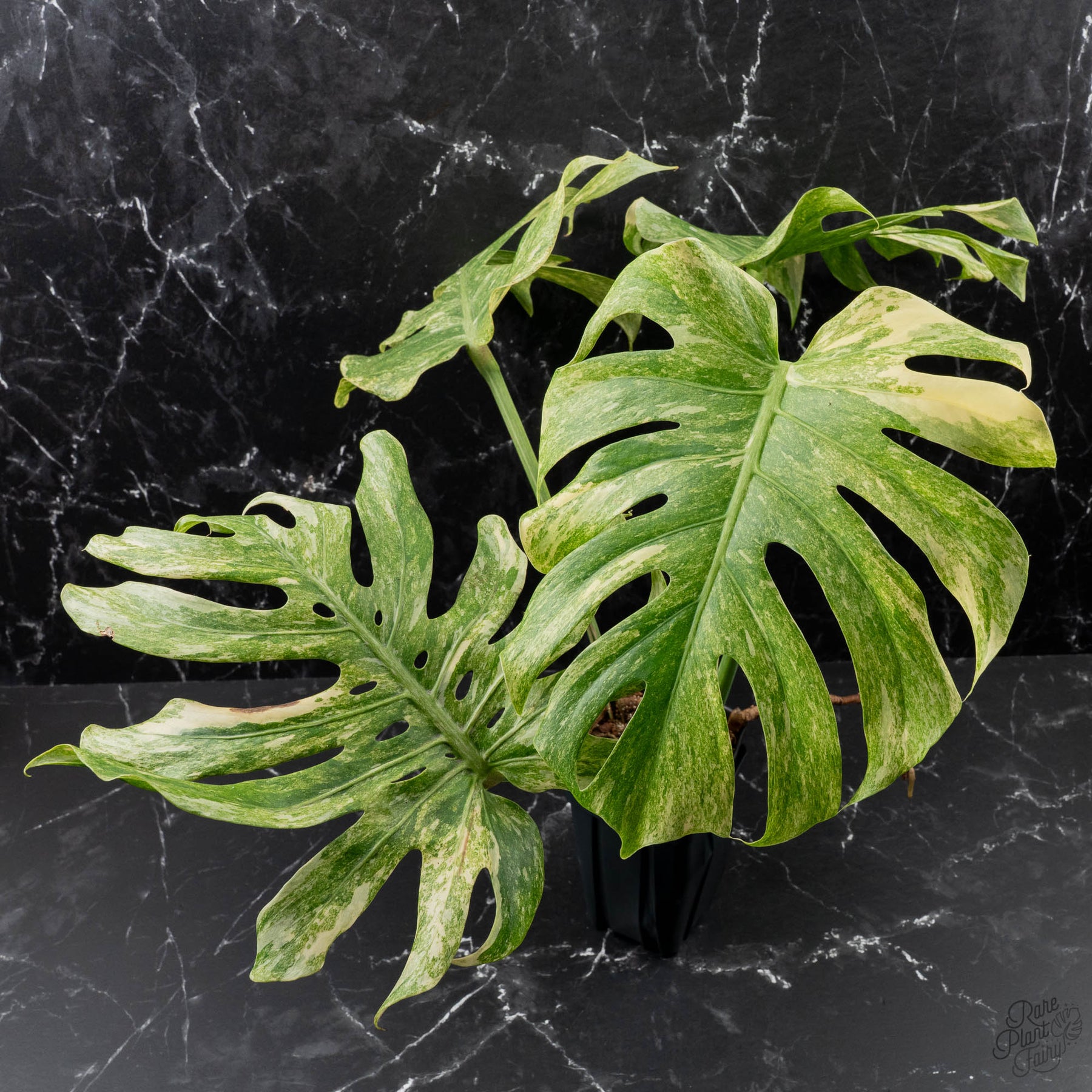 Monstera deliciosa 'Legacy'