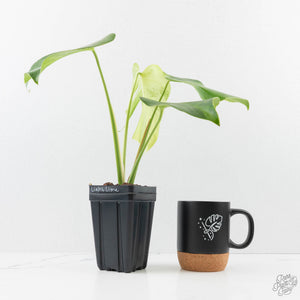Monstera Deliciosa 'Light Lime' (wk27-UD)