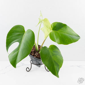 Monstera Deliciosa 'Light Lime' (wk27-UD)