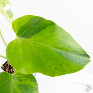 Monstera Deliciosa 'Light Lime' (wk27-UD)