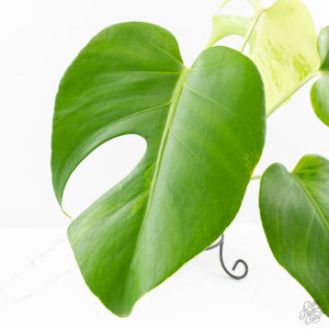 Monstera Deliciosa 'Light Lime' (wk27-UD)