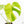 Monstera Deliciosa 'Light Lime' (wk27-UD)