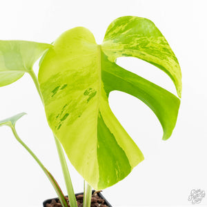 Monstera Deliciosa 'Light Lime' (wk27-UD)