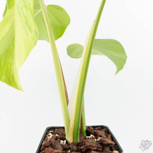 Monstera Deliciosa 'Light Lime' (wk27-UD)