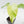 Monstera Deliciosa 'Light Lime' (wk38-U89)