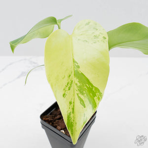 Monstera Deliciosa 'Light Lime' (wk38-U89)