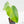 Monstera Deliciosa 'Light Lime' (wk38-U89)