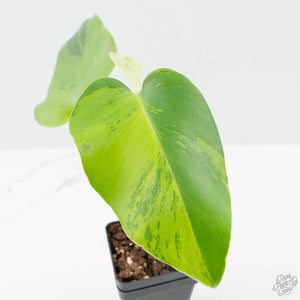 Monstera Deliciosa 'Light Lime' (wk38-U89)
