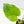 Monstera Deliciosa 'Light Lime' (wk38-U89)