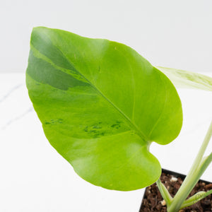 Monstera Deliciosa 'Light Lime' (wk38-U89)