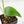 Monstera Deliciosa 'Light Lime' (wk38-U89)