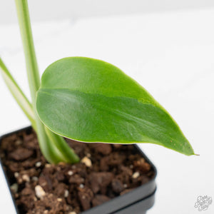 Monstera Deliciosa 'Light Lime' (wk38-U89)