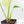 Monstera Deliciosa 'Light Lime' (wk38-U89)