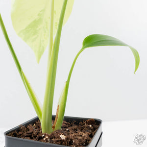 Monstera Deliciosa 'Light Lime' (wk38-U89)