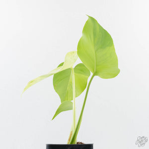 Monstera Deliciosa 'Light Lime' (wk38-U89)