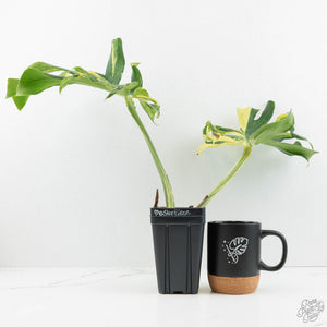 Monstera Deliciosa 'Masterpiece' (wk18-UQ)
