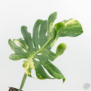 Monstera Deliciosa 'Masterpiece' (wk18-UQ)