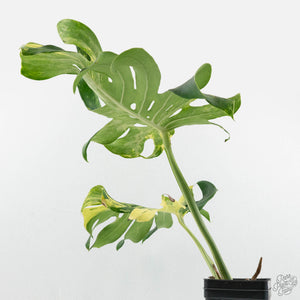Monstera Deliciosa 'Masterpiece' (wk18-UQ)