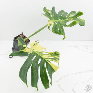 Monstera Deliciosa 'Masterpiece' (wk18-UQ)