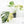 Monstera Deliciosa 'Masterpiece' (wk19-UL)